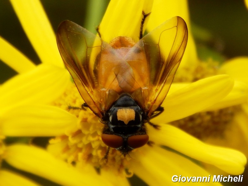 Parco del Ticino 17-10-15